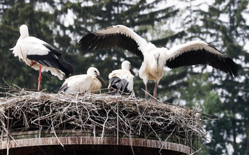 Der Platz im Nest wird weniger: Die Flosser Storchen-Eltern (l. die Mutter) sind größenmäßig nicht mehr von ihren drei Jungvögeln zu unterscheiden.